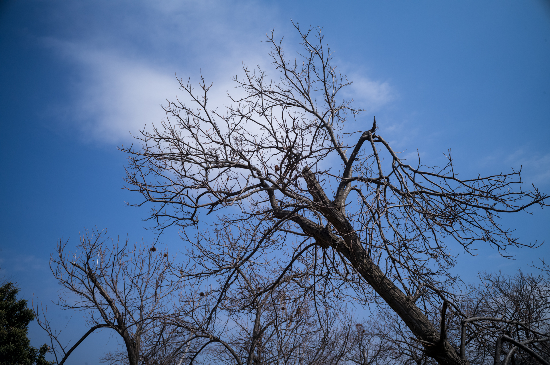 少々線は太めですが、シャープな描写です。絞り込むと周辺光量低下も気にならなくなります。<br><span class="fnt-85">ライカM11-P／アベノン 28mm F3.5／絞り優先AE（1/2,500秒、F8）／ISO 400</span>