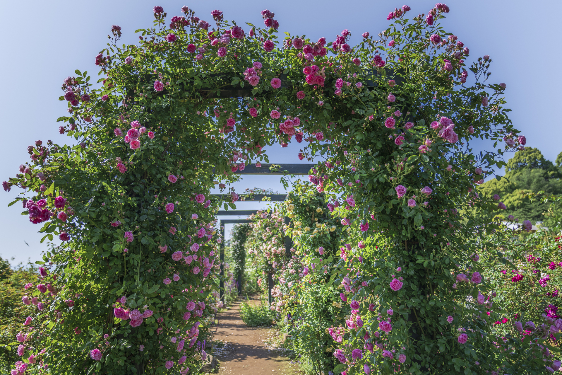 コレクションガーデン