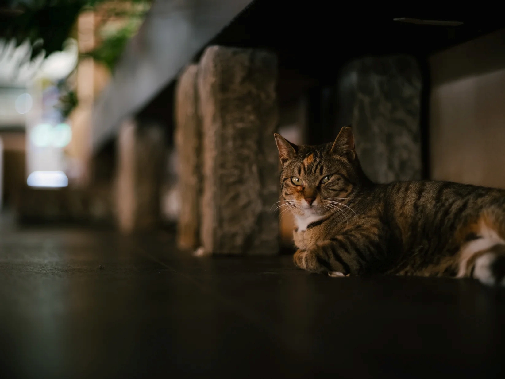 撮影イメージ（提供：焦点工房）