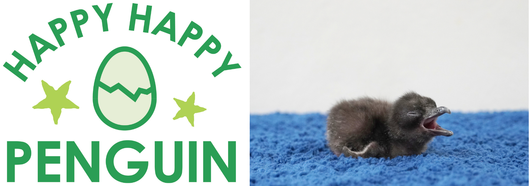 「フェアリーペンギン」のひな（生後0日目）