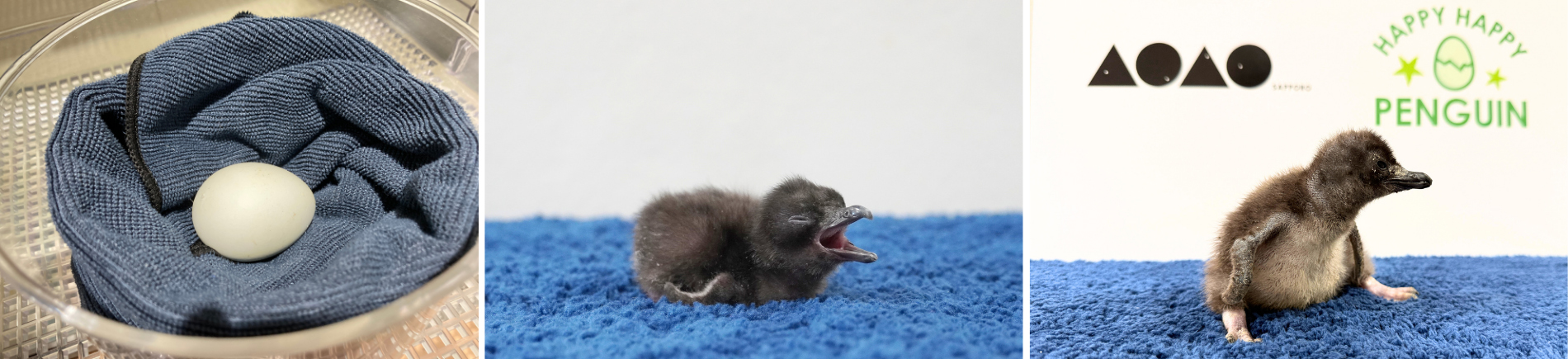 （左から）3/7 卵の様子、3/9 生後0日目、3/21 生後12日目