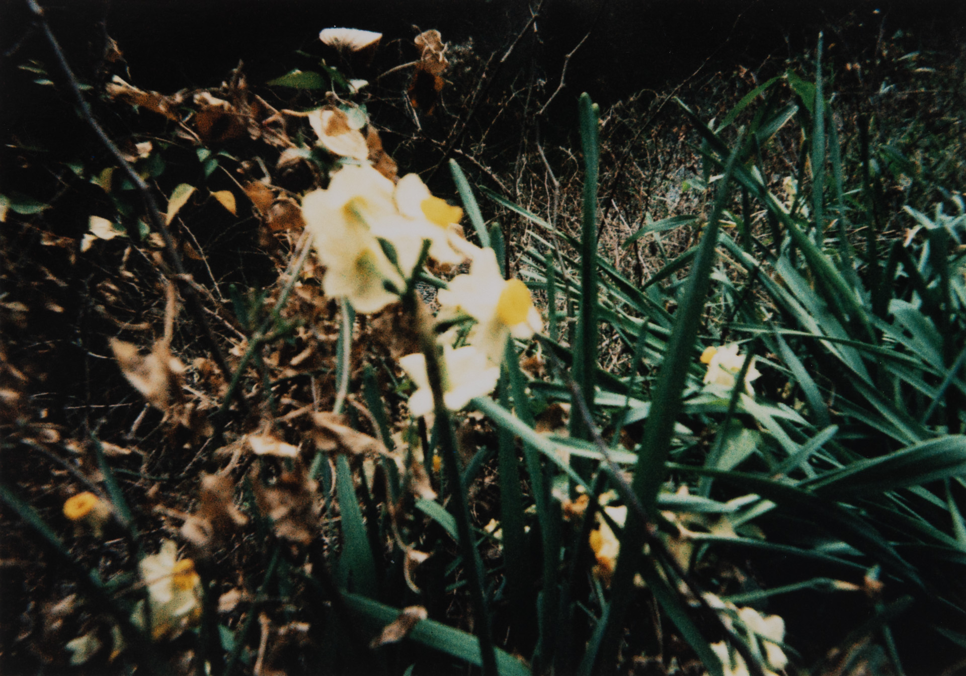 となりんちの水仙