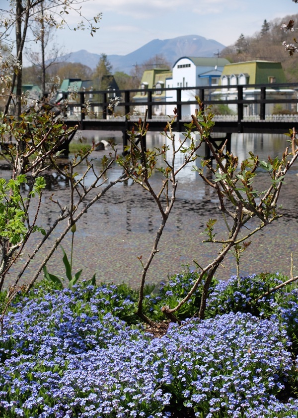 春 ワスレナグサ