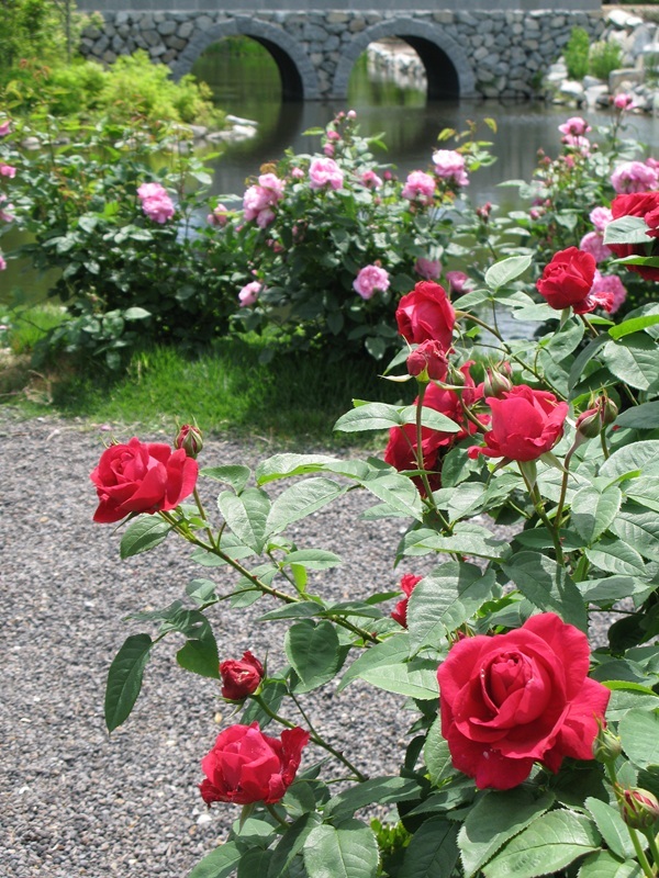 ローズシーズン めがね橋