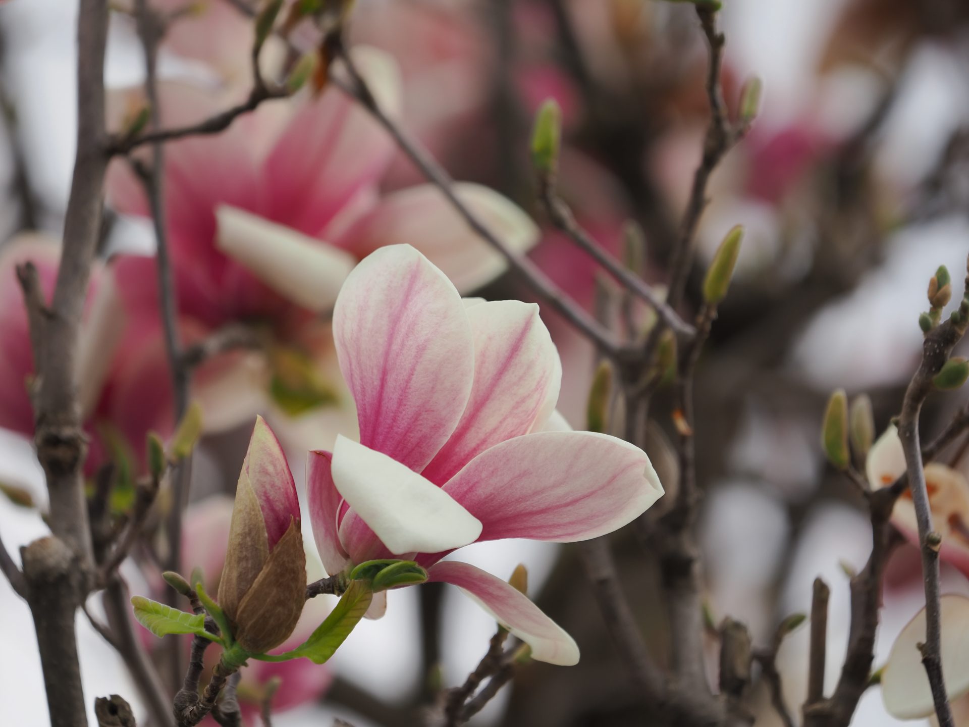 曇天下の木蓮。コントラストが低い条件なのにこの描写はたいしたものであります。実焦点距離が短いので、極端に大きなボケという感じではないですが、それでも十分なボケ効果に期待できます。<br><span class="fnt-85">OM SYSTEM OM-1／M.ZUIKO DIGITAL ED 50-200mm F2.8 IS PRO／200mm（400mm相当）／絞り優先AE（1/1,250秒、F2.8、±0.0EV）／ISO 200</span>