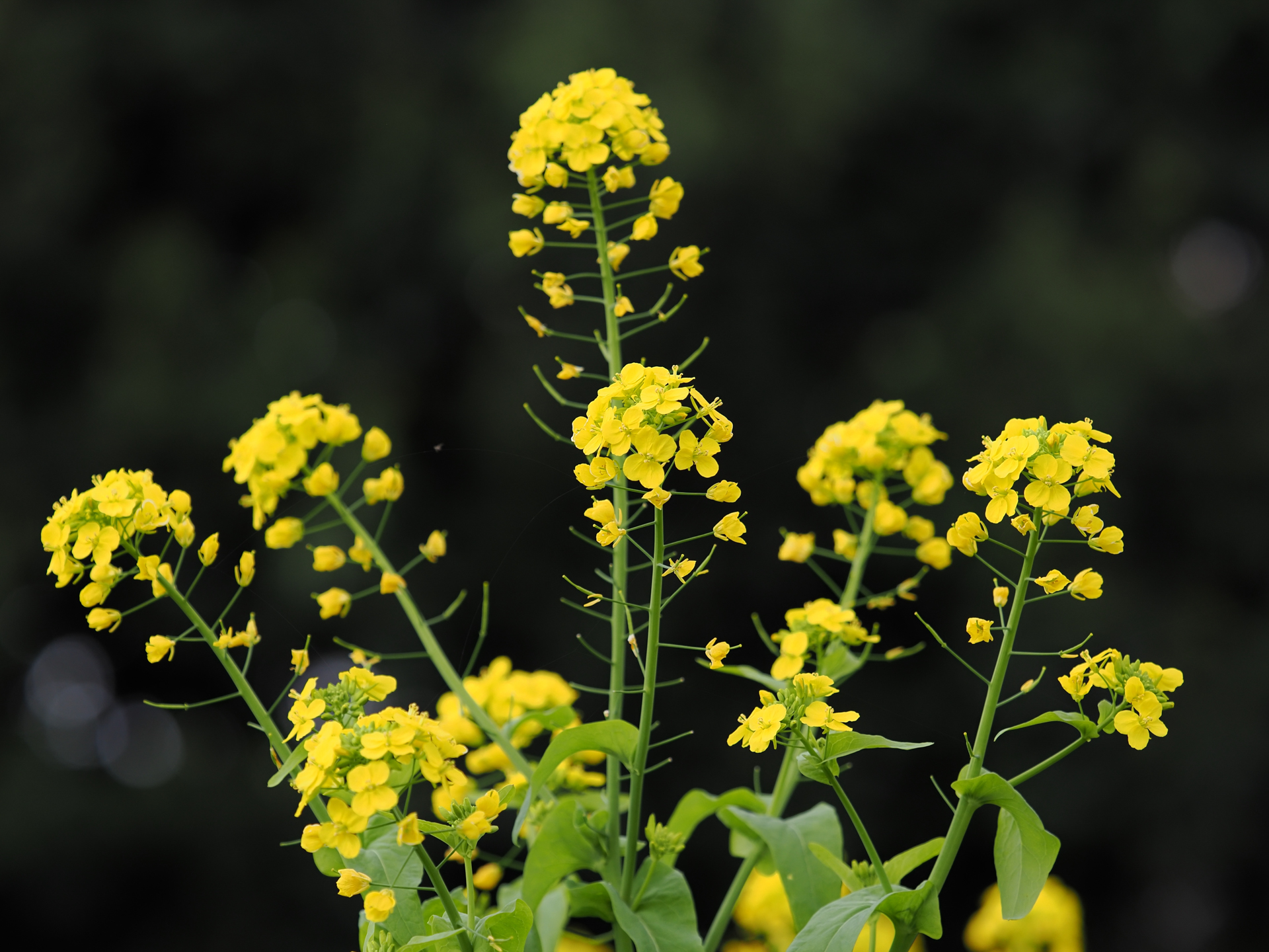 春を告げるのは桜だけではないということで撮影してみました。背景が暗いと浮き立ちます。<br><span class="fnt-85">OM SYSTEM OM-1／M.ZUIKO DIGITAL ED 50-200mm F2.8 IS PRO／111mm（222mm相当）／絞り優先AE（1/1,600秒、F2.8、−1EV）／ISO 400</span>