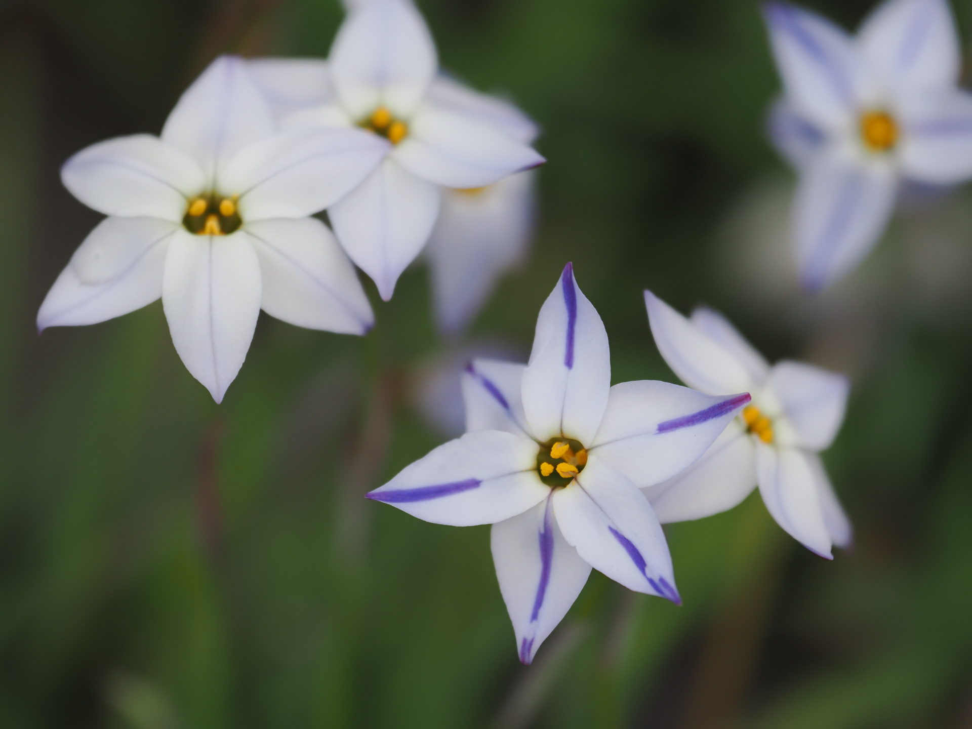最短撮影距離での花。街中での撮影だったので、周りからは大きいレンズを小さな花に向けていることに、違和感を感じたらしく、不思議そうな顔をされてしまいました。至近距離でも描写性は変わりません。<br><span class="fnt-85">OM SYSTEM OM-1／M.ZUIKO DIGITAL ED 50-200mm F2.8 IS PRO／200mm（400mm相当）／絞り優先AE（1/5,000秒、F2.8、−0.7EV）／ISO 400</span>
