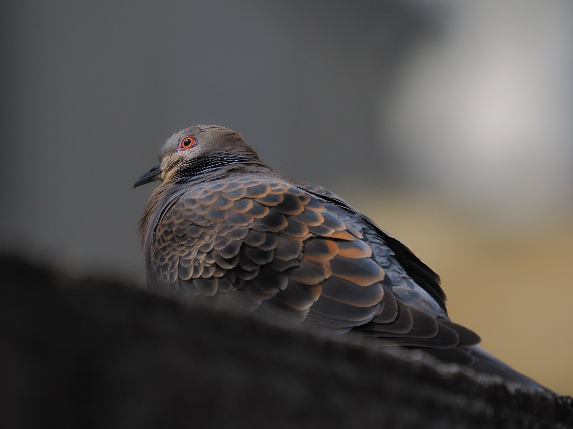 鳥の撮影は筆者的には1ミリも興味はなく絶望的によろしくない作例になりました。すみません。本レンズを使用したからには、換算800mm相当で鳥の被写体認識を試してみたくてレンズを向けたというわけです。当たり前のように目にフォーカスがいくことに驚いたり。<br><span class="fnt-85">OM SYSTEM OM-1／M.ZUIKO DIGITAL ED 50-200mm F2.8 IS PRO＋MC-20／400mm（800mm相当）／絞り優先AE（1/6,400秒、F5.6、−1.3EV）／ISO 800</span>