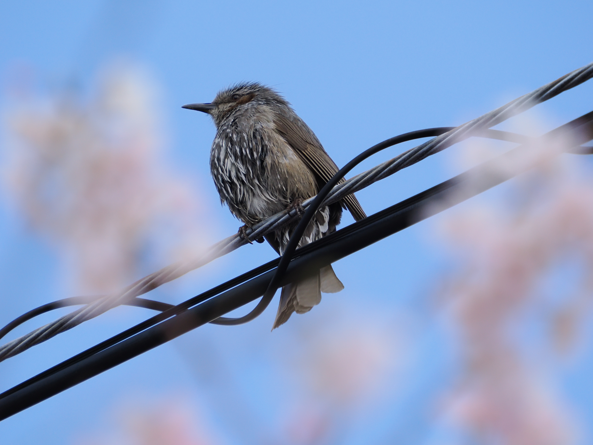 桜の向こうにあまり綺麗ではない鳥がいたのでいちおう（笑）レンズを向けてみました。手前の桜が邪魔をするのか、鳥だと認識してくれないことがありましたがなんとか。<br><span class="fnt-85">OM SYSTEM OM-1／M.ZUIKO DIGITAL ED 50-200mm F2.8 IS PRO＋MC-20／400mm（800mm相当）／絞り優先AE（1/2,000秒、F5.6、＋0.3EV）／ISO 800</span>