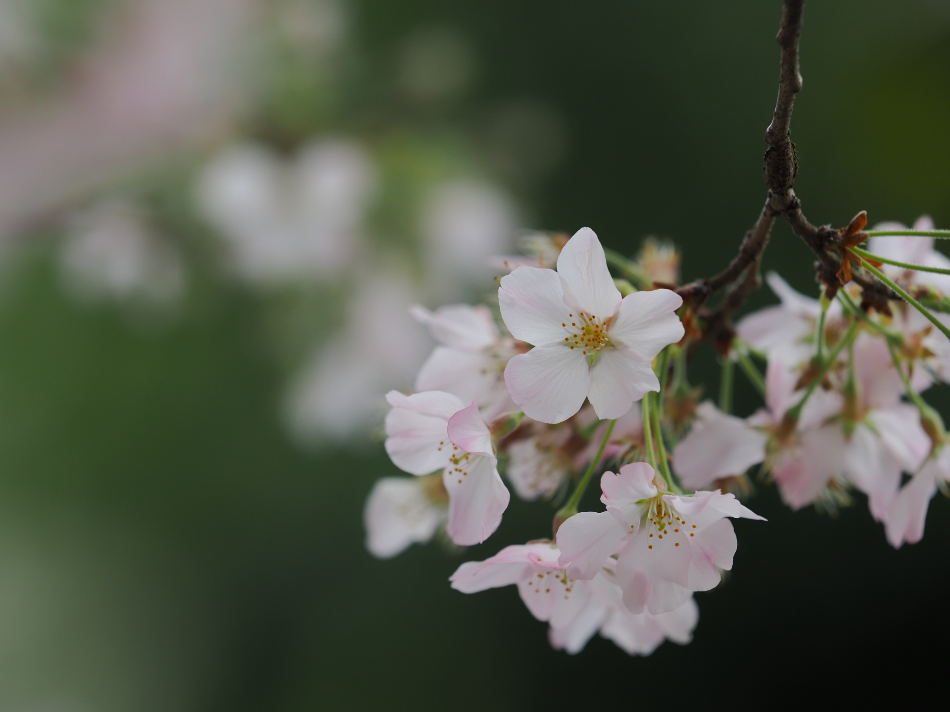 時節柄、お約束で桜を撮影してみます。これも至近距離ですが、すっと撮れてしまうので楽しくなりますね。<br><span class="fnt-85">OM SYSTEM OM-1／M.ZUIKO DIGITAL ED 50-200mm F2.8 IS PRO／200mm（400mm相当）／絞り優先AE（1/1,250秒、F3.5、−0.7EV）／ISO 400</span>