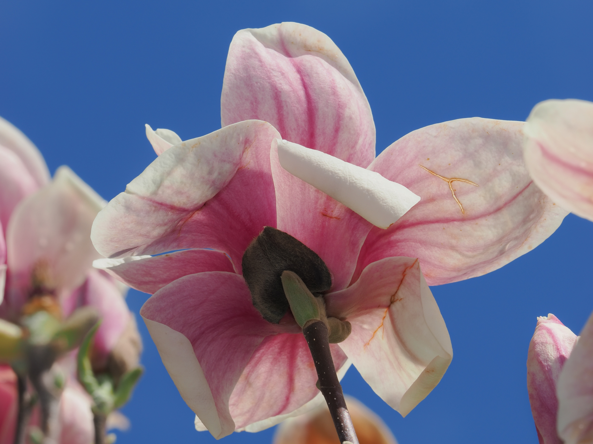 やっと晴れた時には遅く。先の木蓮を下から撮影しましたがシャドーが潰れ気味だったので、日中シンクロしてみました。<br><span class="fnt-85">OM SYSTEM OM-1／M.ZUIKO DIGITAL ED 50-200mm F2.8 IS PRO／200mm（400mm相当）／マニュアル露出（1/250秒、F13、±0.0EV）／ISO 200</span>