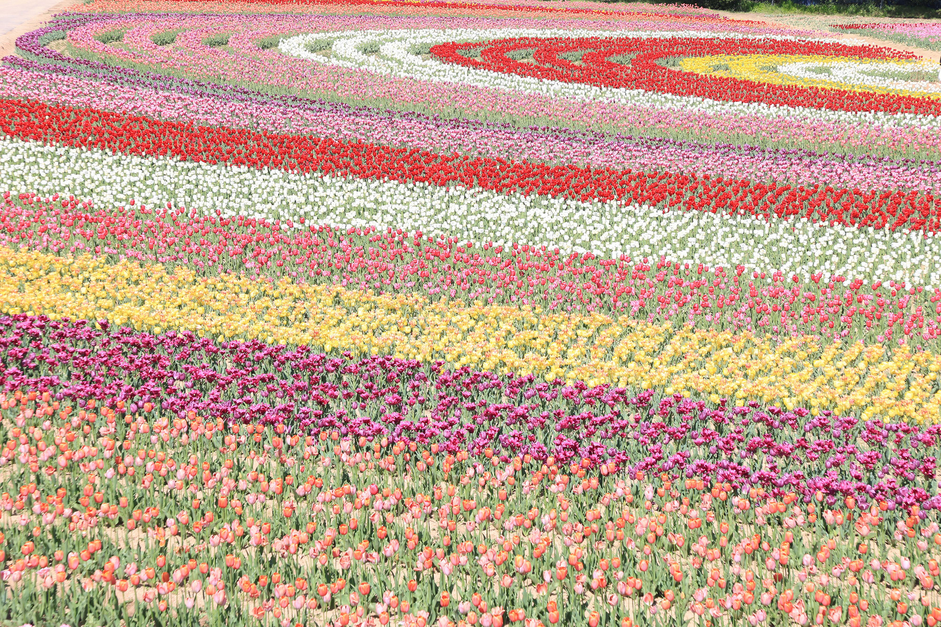 虹の畑（2025年の様子）