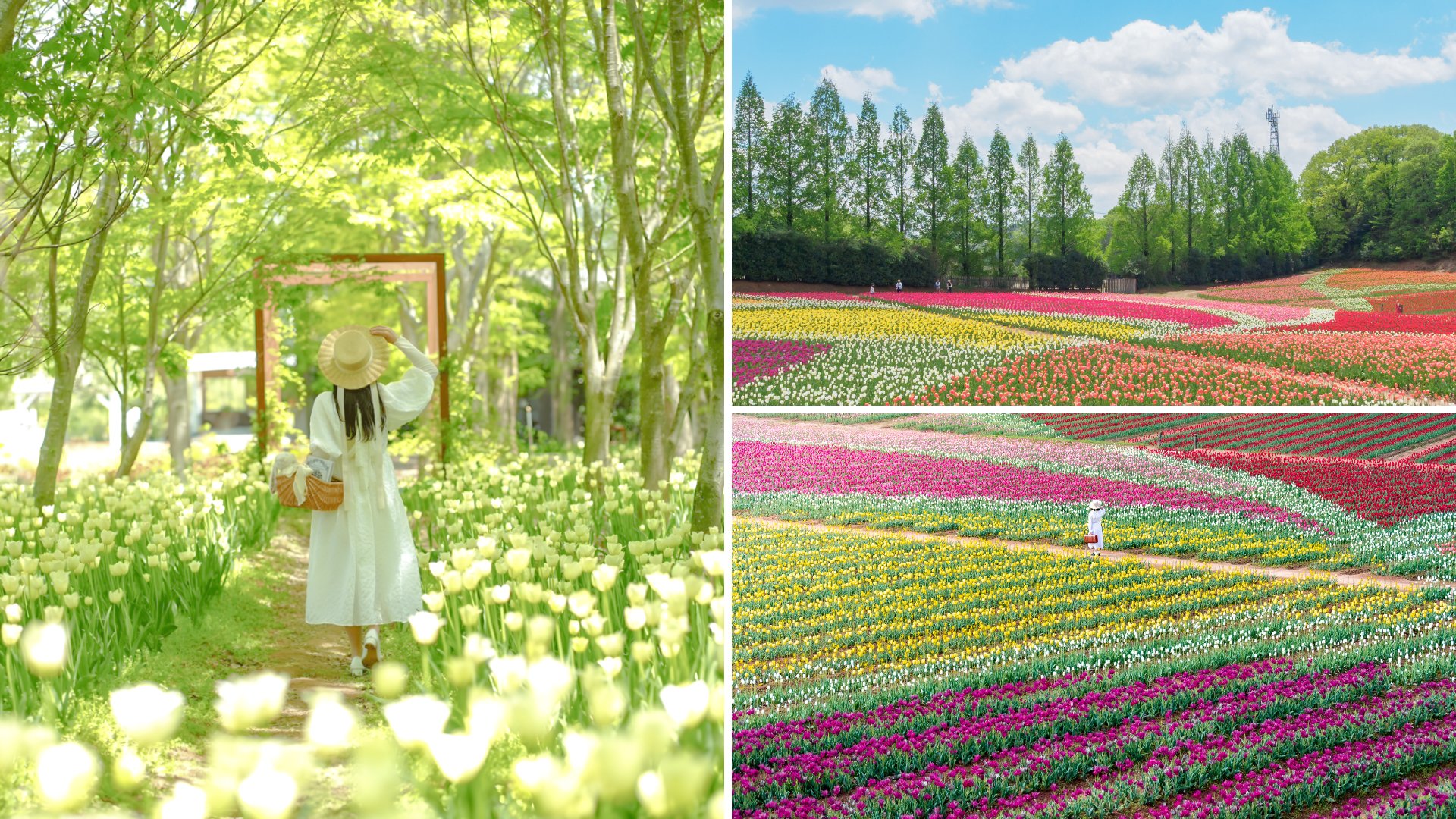 チューリップ祭（2025年の様子）