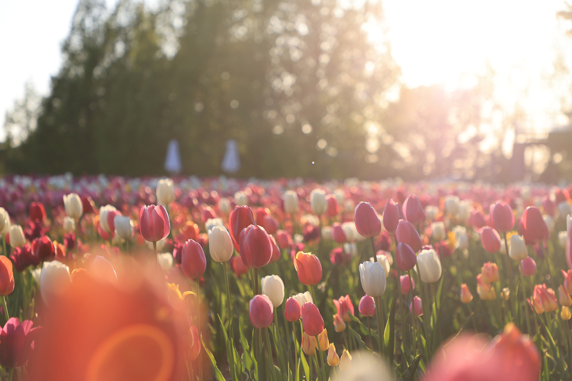 夕暮れ時のチューリップ（過去の様子）