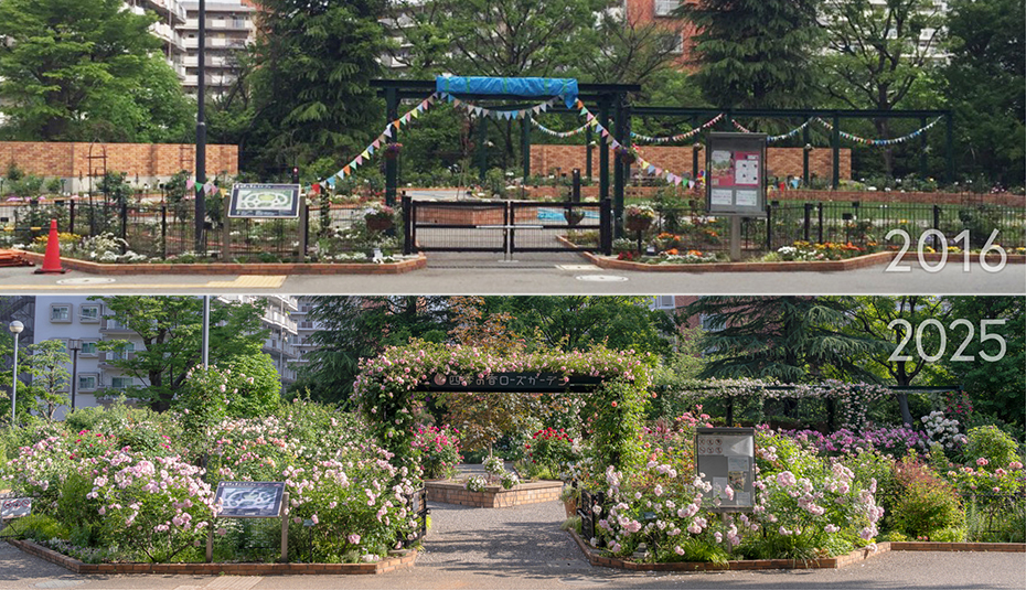 2016年と2025年の香りのローズガーデン