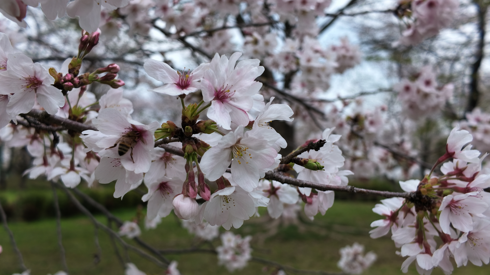 DJI Osmo Pocket 4／7.08mm（20mm相当）／プログラムAE（1/400秒、F2.0、±0.0EV）／ISO 50