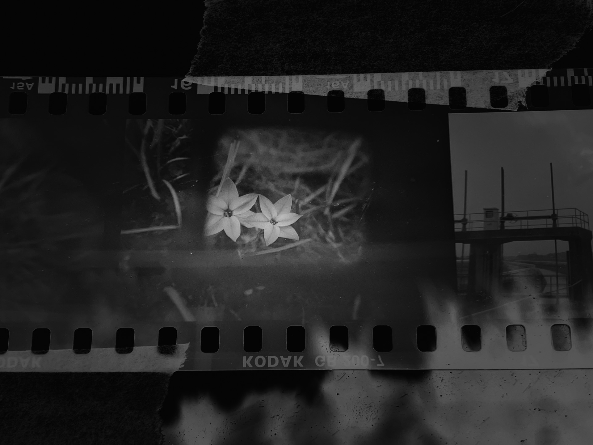 Photoshop Camera RAW プラグインでRAW現像したもの