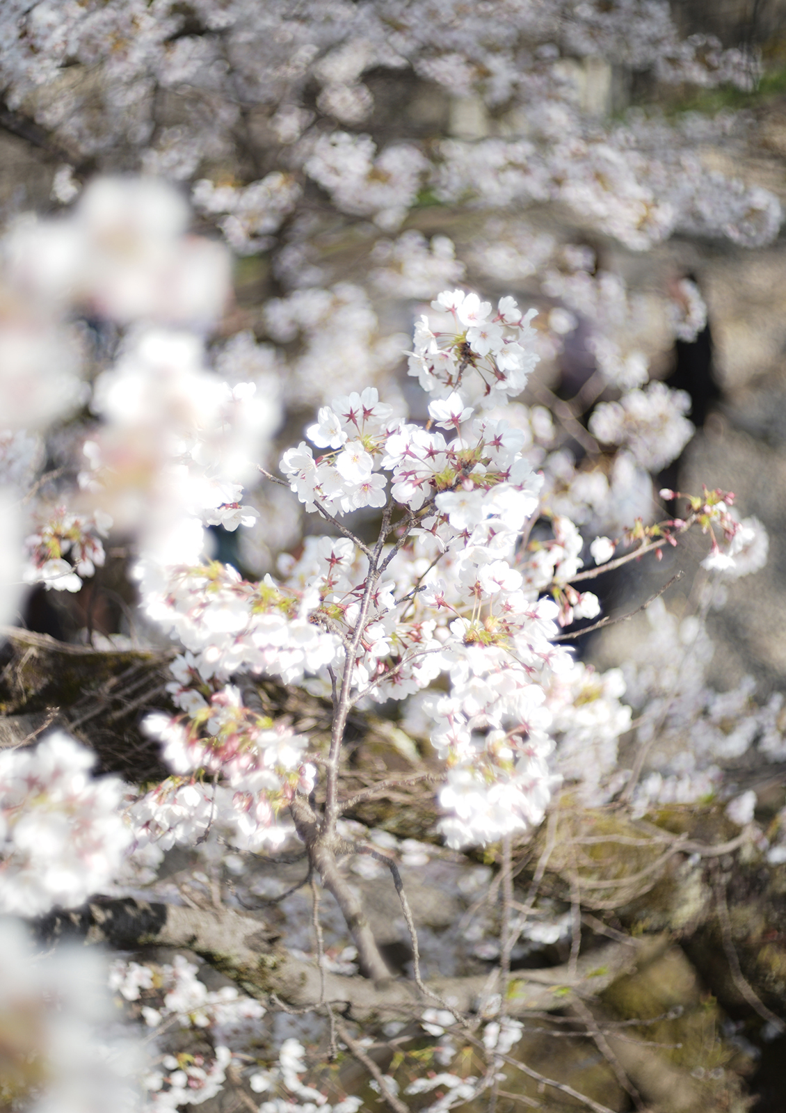 サンプルフォト（焦点工房提供）