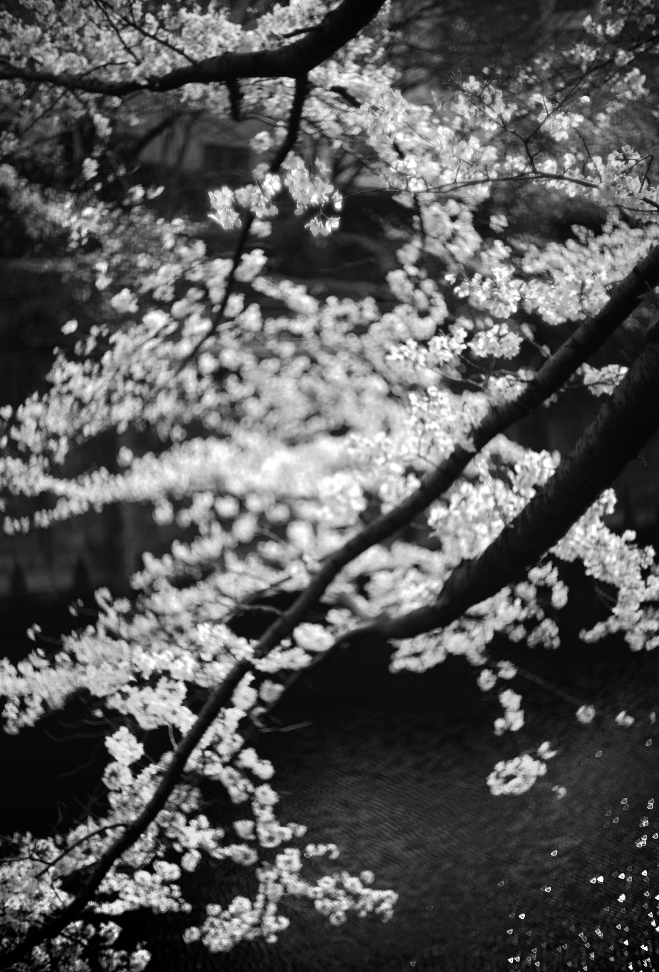 サンプルフォト（焦点工房提供）