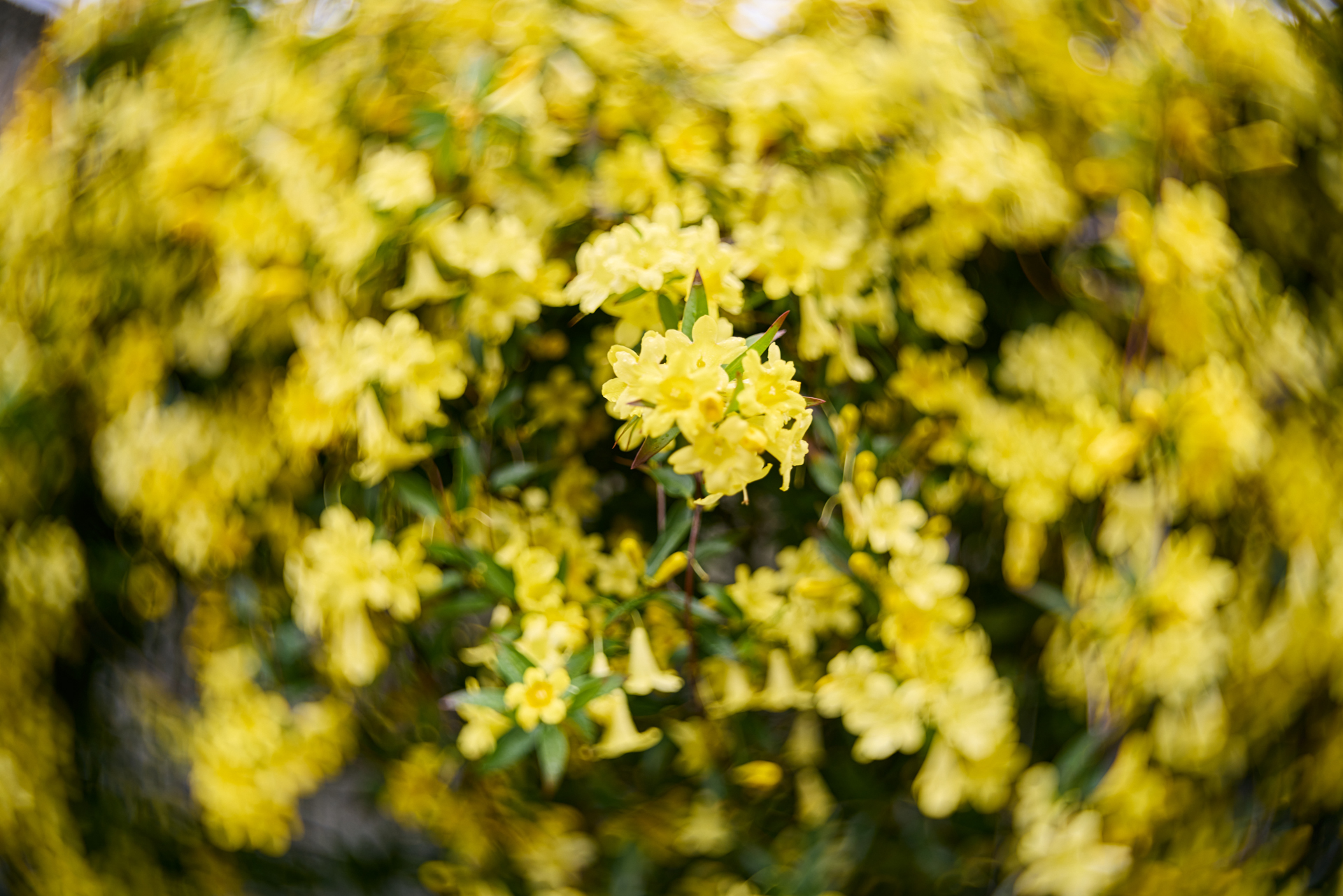 EOS R5／Joseph Petzval 27 f/1.7 Focus-coupled Bokeh Control Art Lens／27mm／絞り優先AE（1/500秒、F1.7、±0）／ISO100／ボケコントロール1