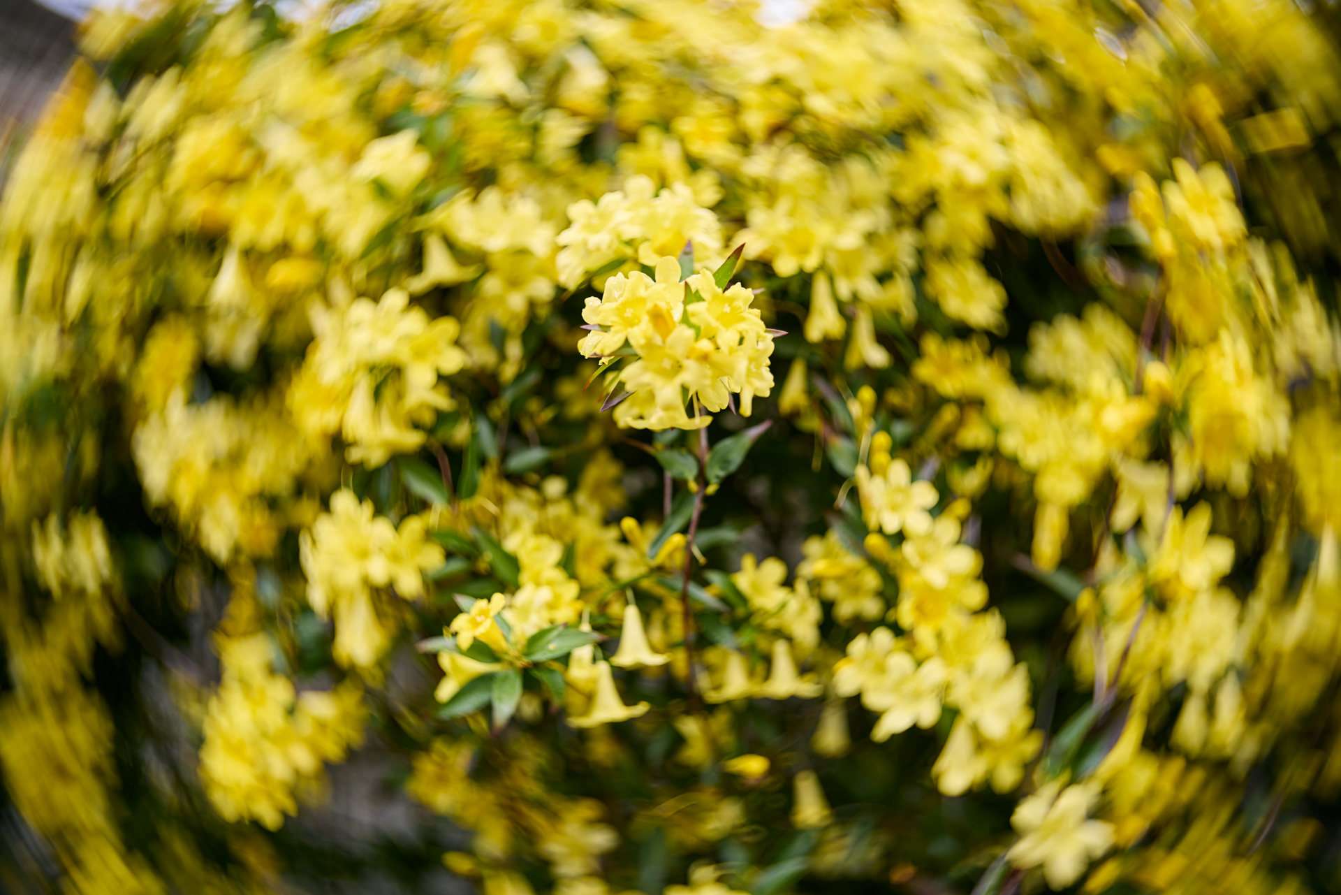 EOS R5／Joseph Petzval 27 f/1.7 Focus-coupled Bokeh Control Art Lens／27mm／絞り優先AE（1/500秒、F1.7、±0）／ISO100／ボケコントロール7