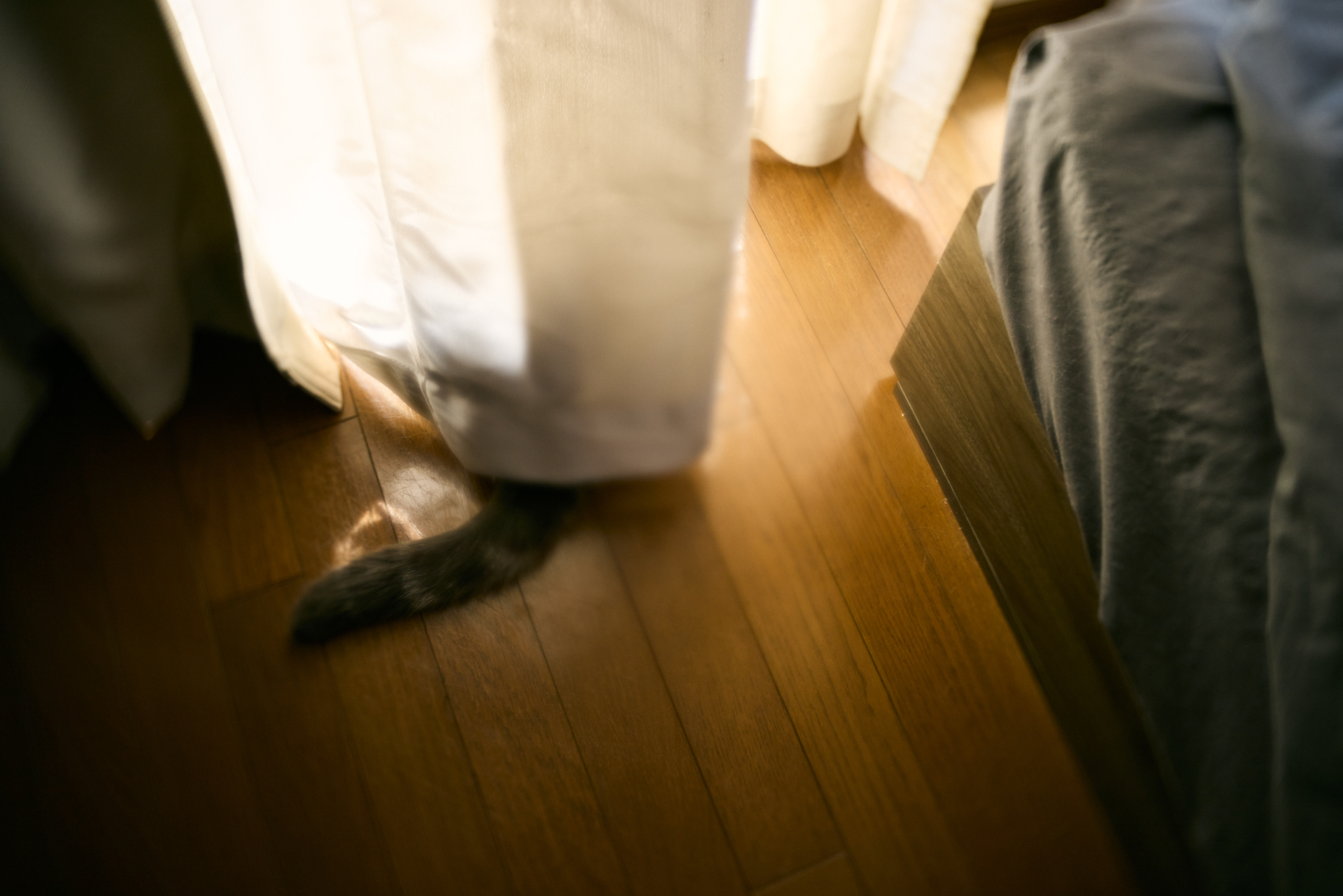 EOS R5／Joseph Petzval 27 f/1.7 Focus-coupled Bokeh Control Art Lens／27mm／絞り優先AE（1/160秒、F1.7、±0）／ISO 160