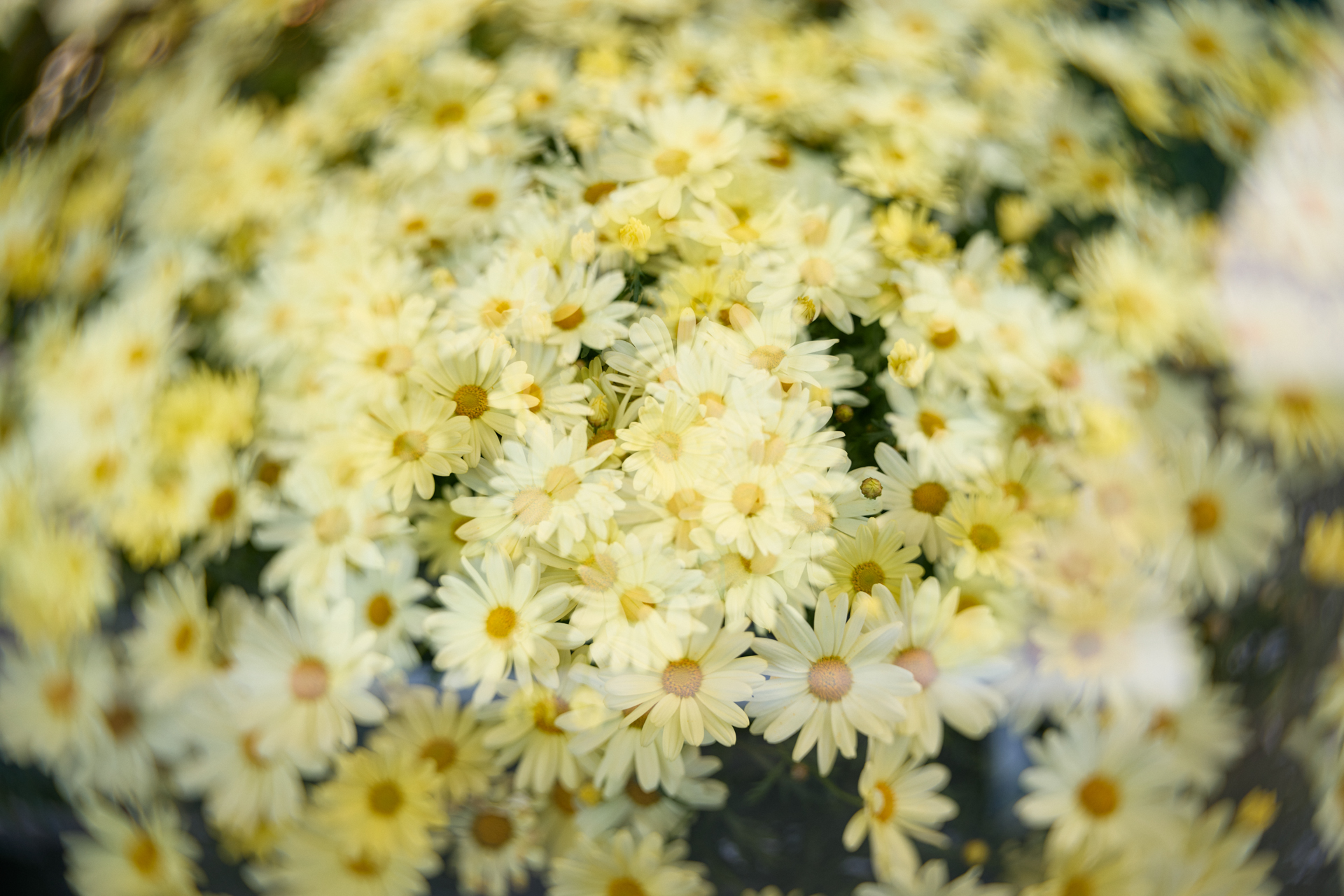 EOS R5／Joseph Petzval 27 f/1.7 Focus-coupled Bokeh Control Art Lens／27mm／絞り優先AE（1/800秒、F1.7、±0）／ISO 100／多重露光