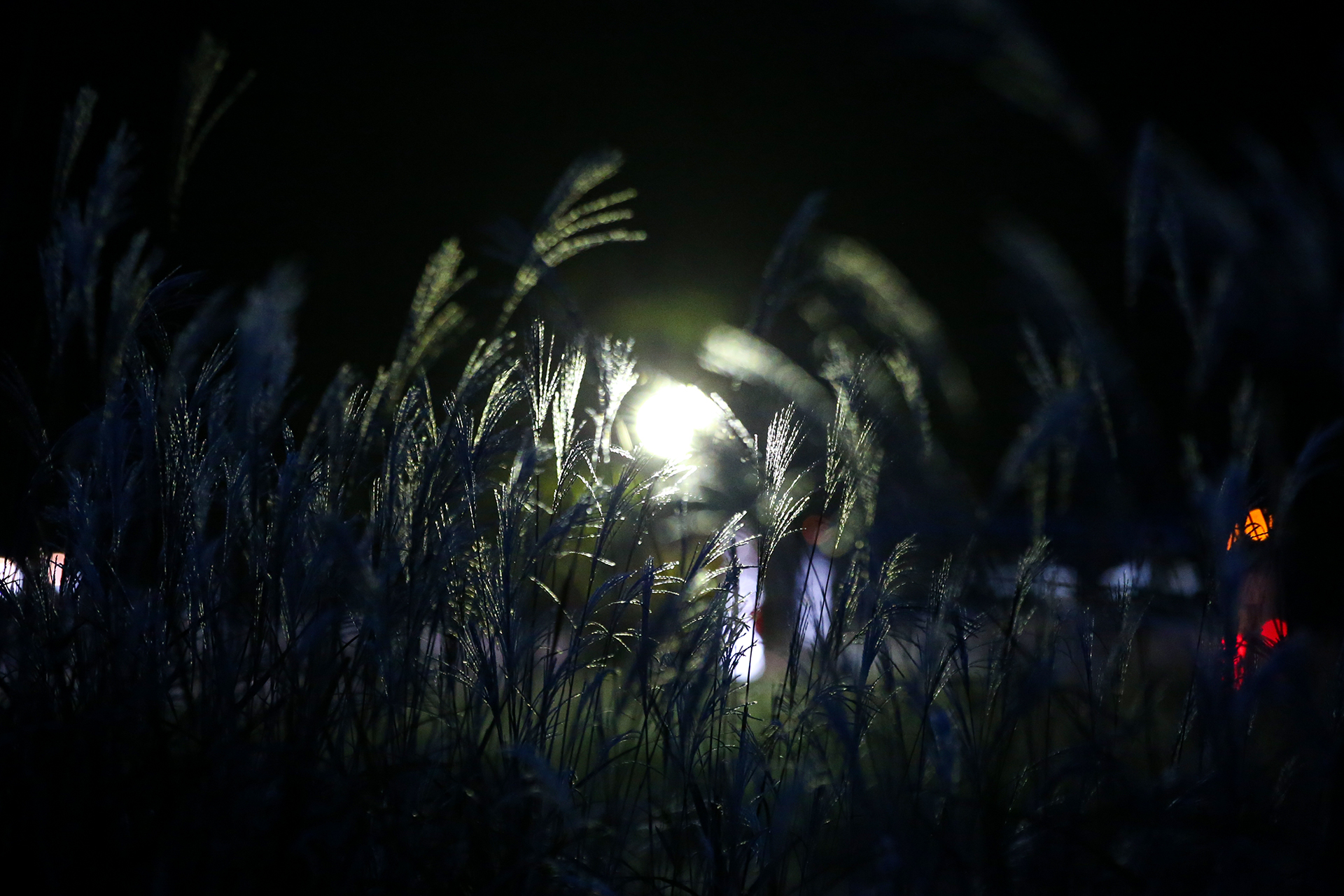 屋内スポーツの撮影が多かった自分にとって、高感度でのノイズの少なさに感動したのを今でも覚えている。写真は高感度性能を試した夜のススキ<br><span class="fnt-85">EOS-1D X／EF70-200mm F2.8L IS II USM／200mm／マニュアル露出（1/80秒、F4）／ISO 6400</span>