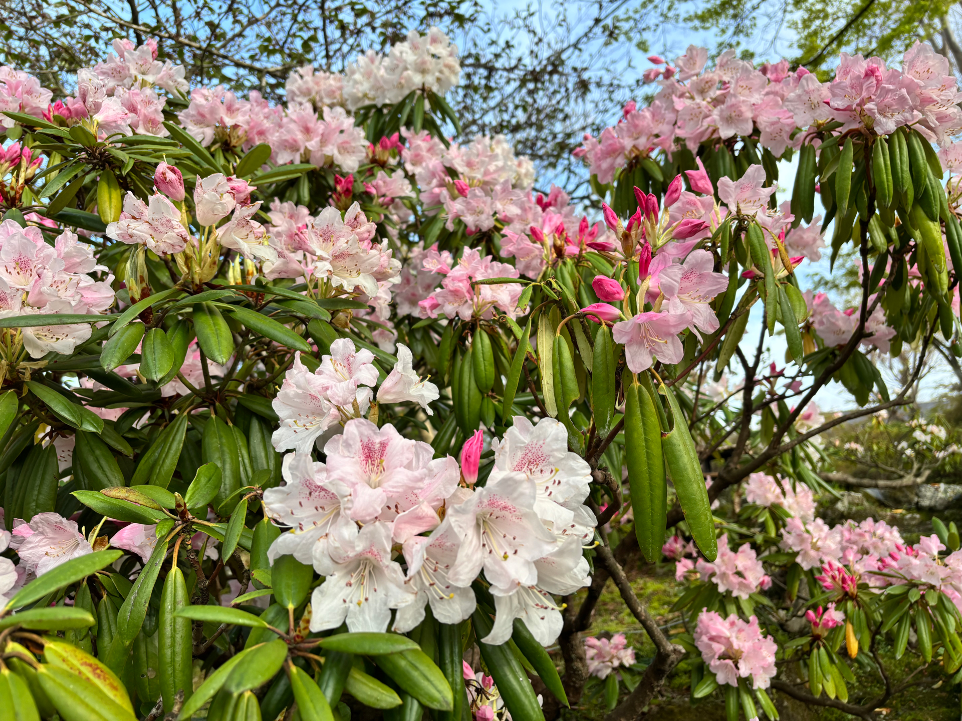 アカボシシャクナゲ（4月14日撮影）