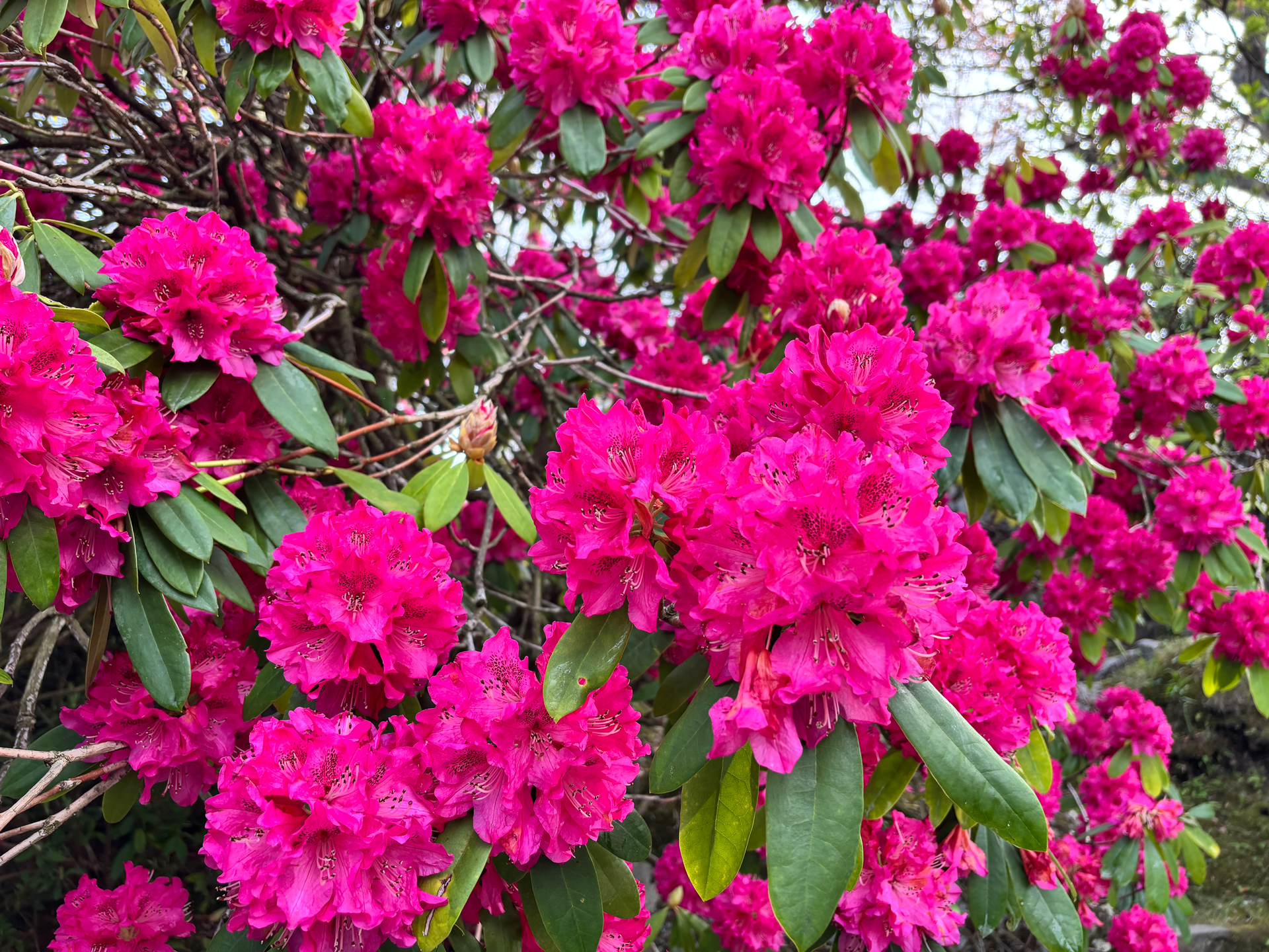 西洋シャクナゲ（4月14日撮影）