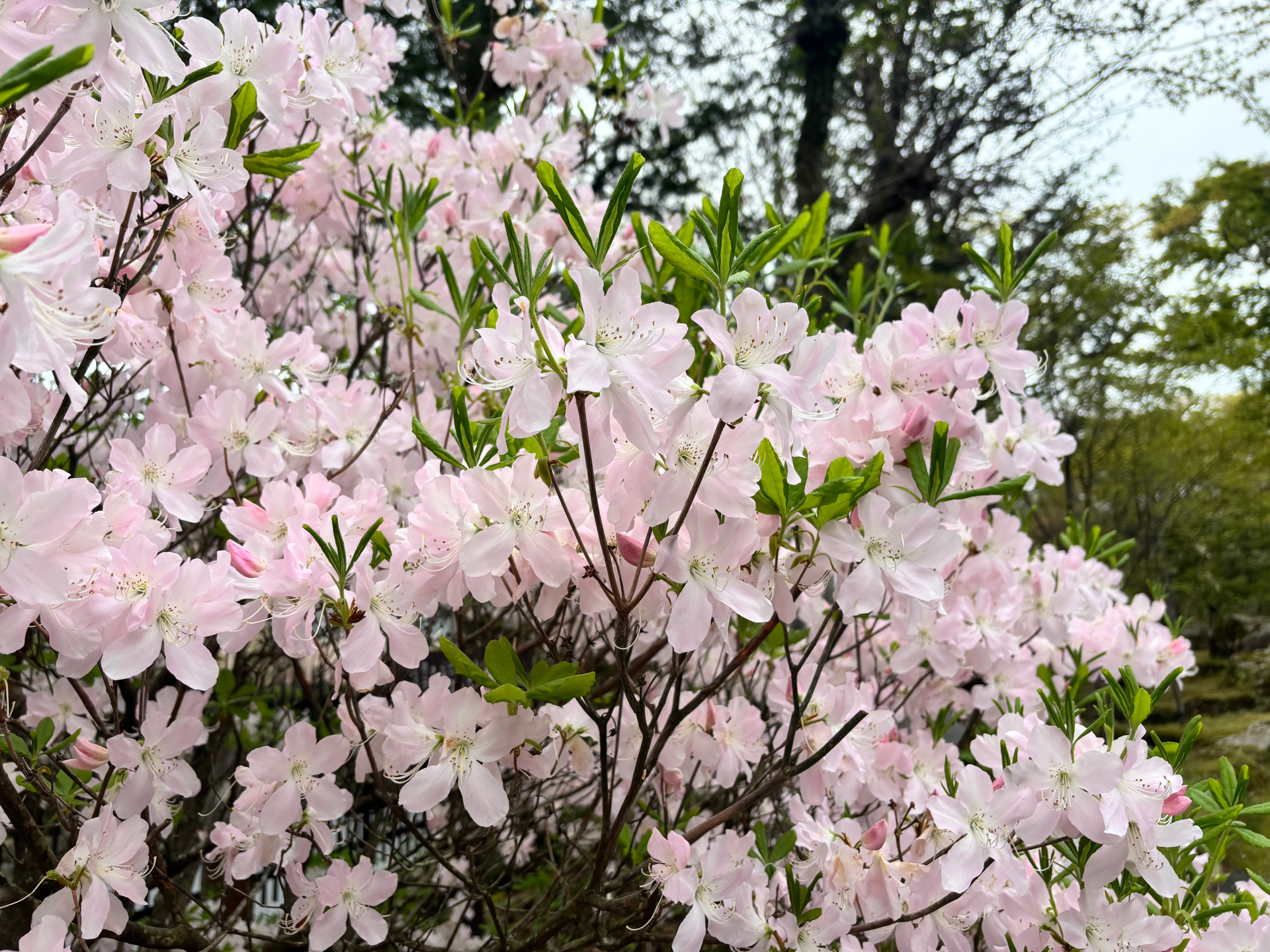 クロフネツツジ（4月15日撮影）