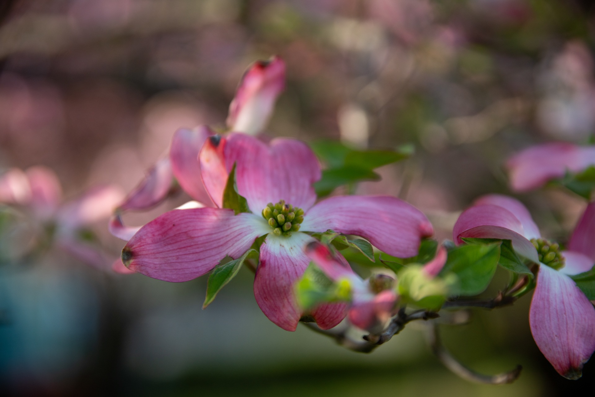 桜が終わればハナミズキということで撮影してみます。テレ端の最短撮影距離ですとこれくらいのボケは得ることができます。大口径レンズよりも自然かもしれません。<br><span class="fnt-85">ソニーα7CR／Sigma 24-105mm F4 DG OS HSM｜Art／105mm／プログラムAE（1/1,250秒、F4、−0.7EV）／ISO 400</span>