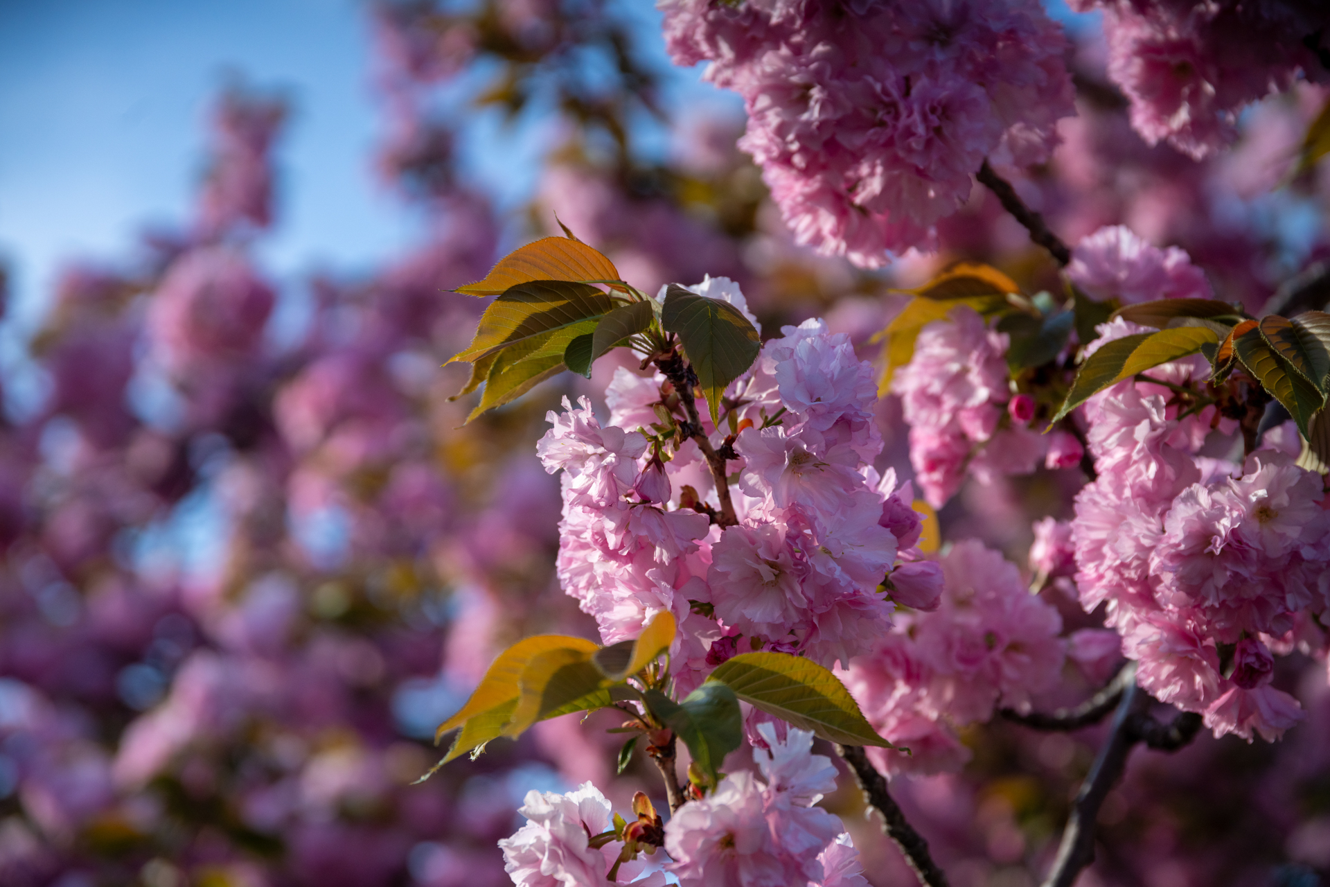 八重桜でしょうか。夕方近くなった斜光線でもっとシャドーは落ちてしまうのかなと思ったら、よい階調の繋がりです。<br><span class="fnt-85">ソニーα7CR／Sigma 24-105mm F4 DG OS HSM｜Art／105mm／プログラムAE（1/3,200秒、F4.5、−0.7EV）／ISO 400</span>