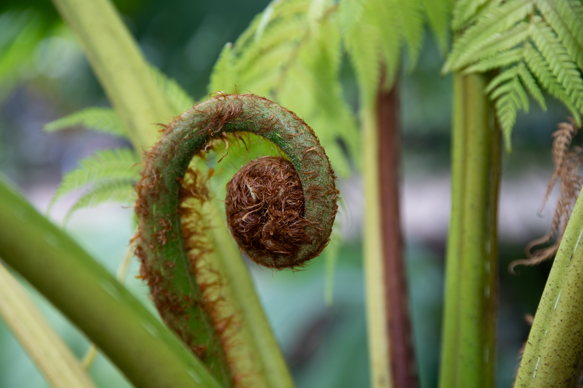 植物ではシダ系が好きですね。こうして巻いてある姿もユニークでいいのです。合焦点は少々線が太いですが、強い描写です。<br><span class="fnt-85">ソニーα7CR／Sigma 24-105mm F4 DG OS HSM｜Art／105mm／プログラムAE（1/200秒、F5、−1EV）／ISO 640</span>
