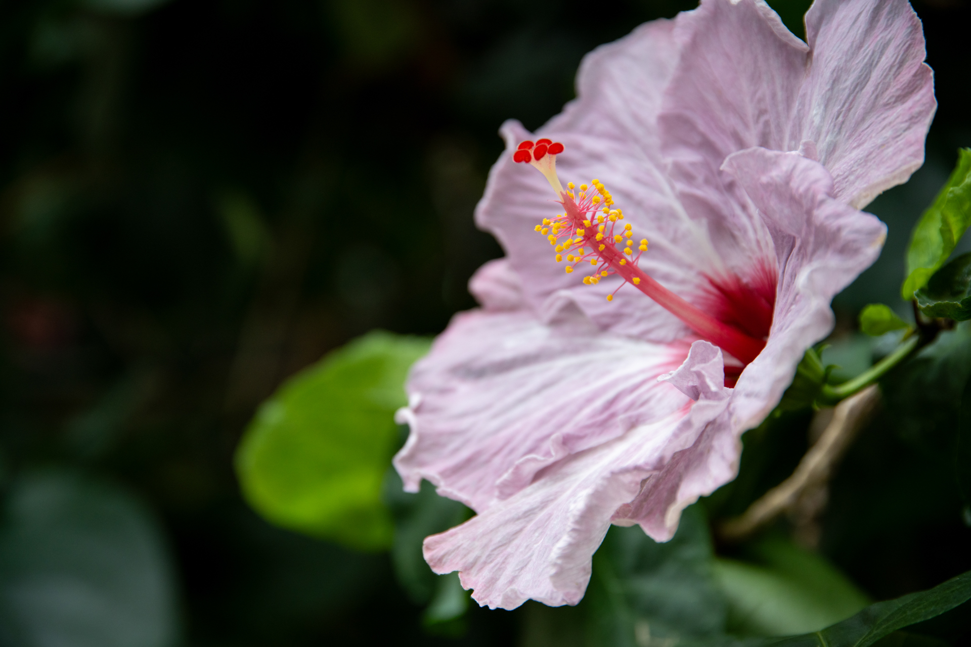 レンズとは関係ないですが、α7CRのAFだと指示しなくてもきちんと雌しべにフォーカスが行くんですね。感心です。バックのボケも綺麗です。<br><span class="fnt-85">ソニーα7CR／Sigma 24-105mm F4 DG OS HSM｜Art／105mm／プログラムAE（1/1,000秒、F4.5、−0.7EV）／ISO 640</span>