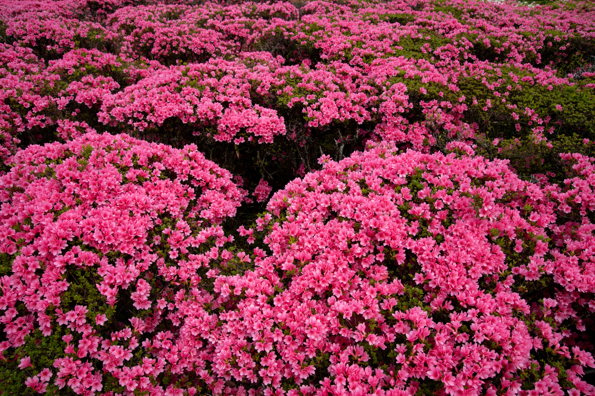 高周波成分の多い被写体ですと、四隅が少しだけ落ちるようですが、思い切り拡大しないとわからんですね。<br><span class="fnt-85">ソニーα7CR／Sigma 24-105mm F4 DG OS HSM｜Art／24mm／プログラムAE（1/640秒、F10、±0.0EV）／ISO 400</span>