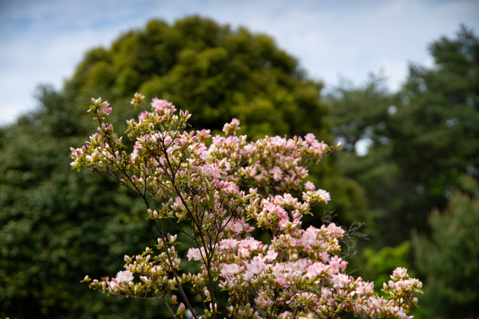 背の高いつつじ。そこそこに離れて撮影しているのですが、被写界深度は浅く感じます。背景ボケは良好です。<br><span class="fnt-85">ソニーα7CR／Sigma 24-105mm F4 DG OS HSM｜Art／80mm／プログラムAE（1/3,200秒、F4.5、−0.7EV）／ISO 400</span>