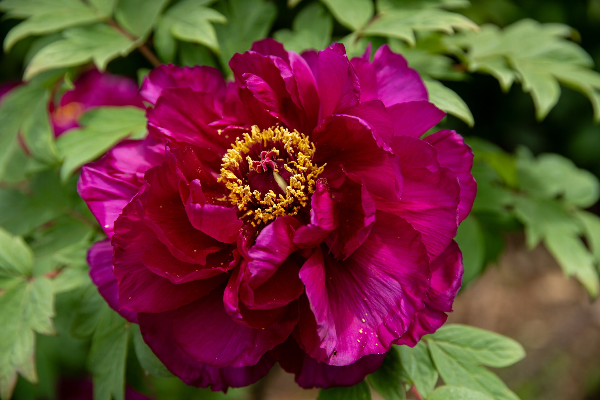 最短撮影距離撮影です。画像に手は入れていないのですが、ボケの自然さと、わずかな周辺光量低下も手伝って、よい感じで主題を盛り上げています。<br><span class="fnt-85">ソニー α7CR／Sigma 24-105mm F4／80mm／プログラムAE（1/1,000秒、F5、−0.7EV）／ISO 200</span>