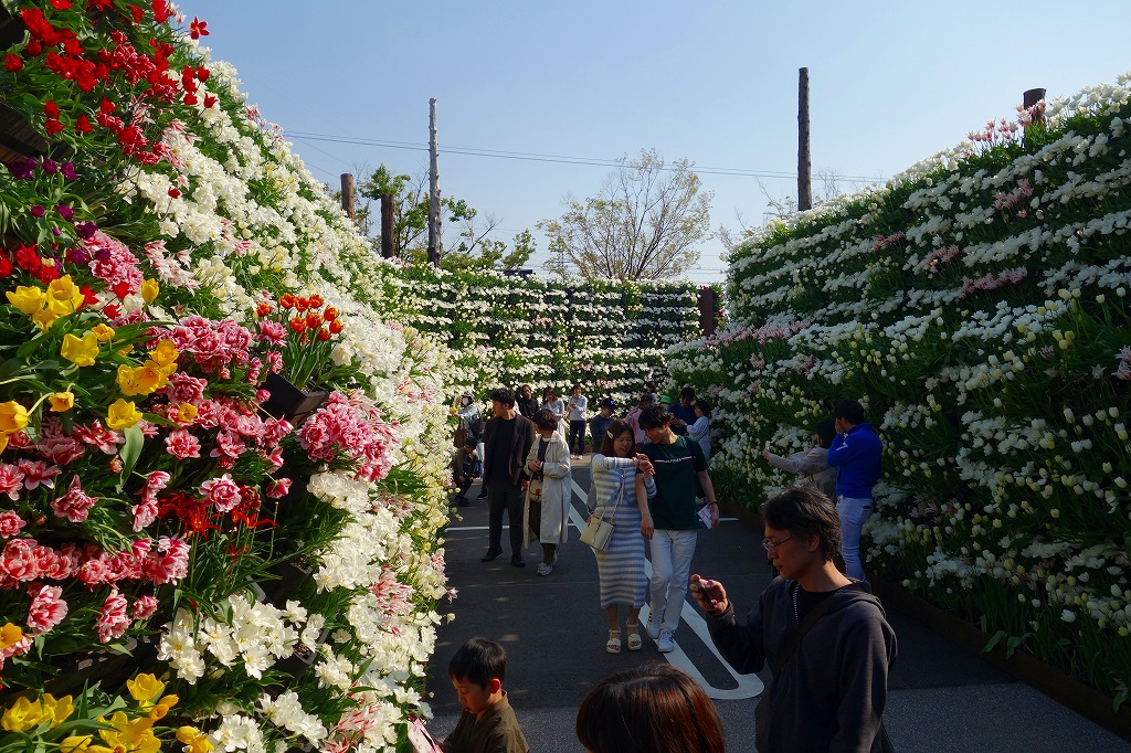花の大谷　会期前半
