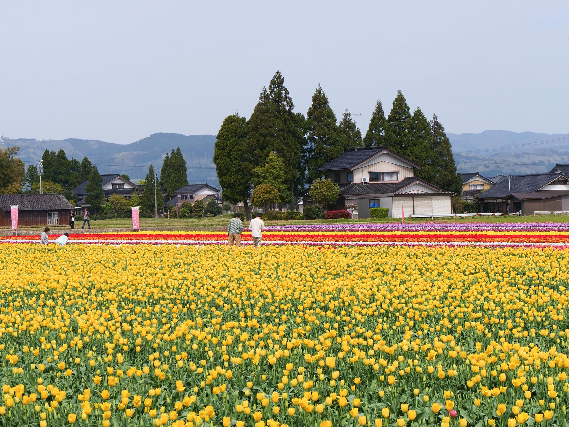 市内の圃場を巡る「チューリップファーム号」を運行。写真は高波会場
