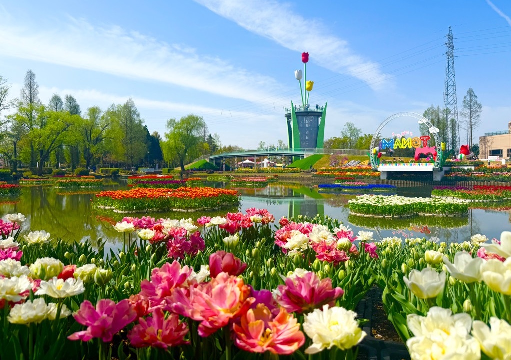 水耕栽培のチューリップが水面を彩る砺波オリジナルの水上花壇