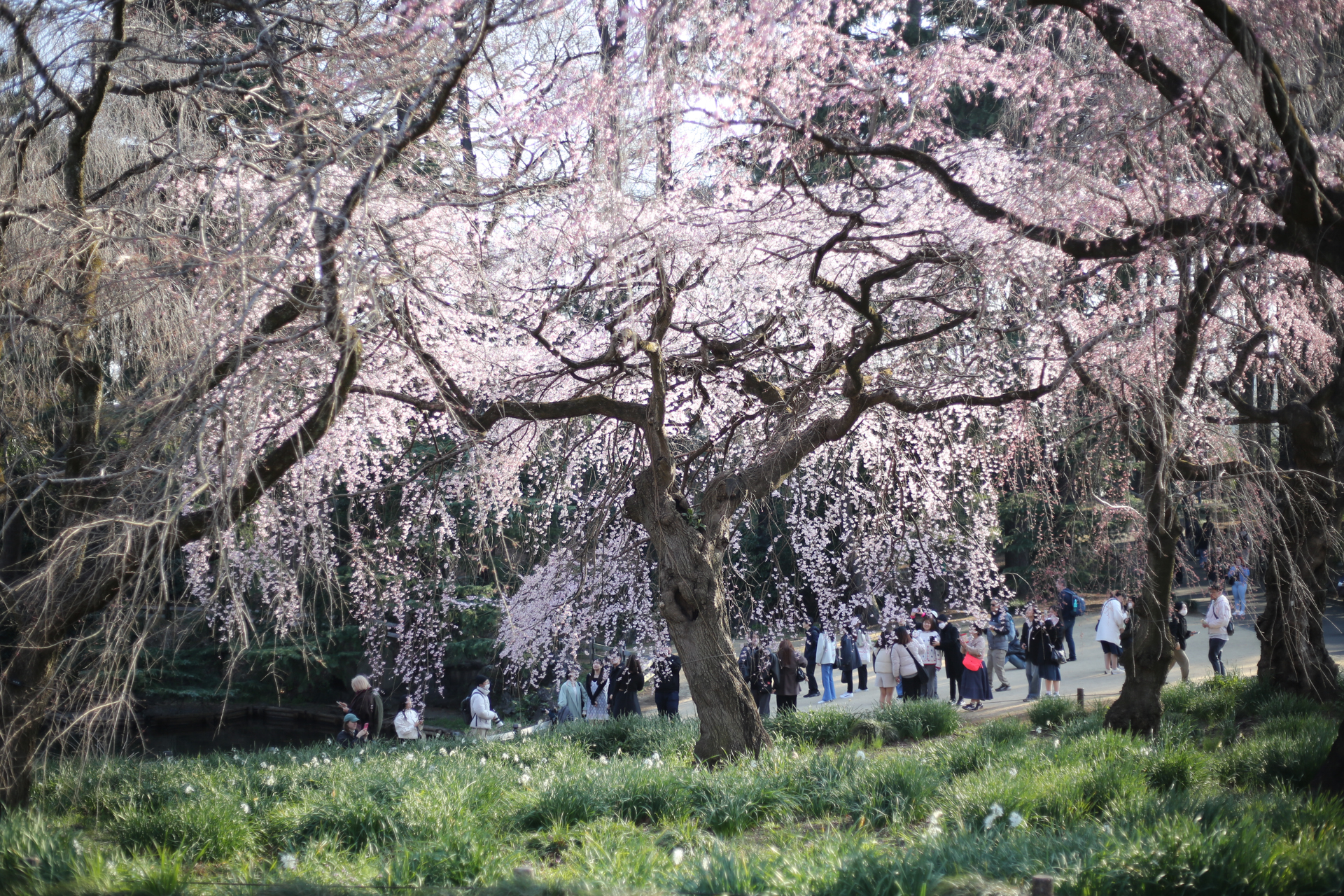 散歩でお気に入りの新宿御苑にて。単焦点レンズによる背景のふんわり感と、5Dの鮮やかな色彩表現が桜の美しさを際立たせています<br><span class="fnt-85">EOS 5D Mark III／EF50mm F1.8 STM／50mm／絞り優先（1/640秒、F1.8）／ISO 100</span>