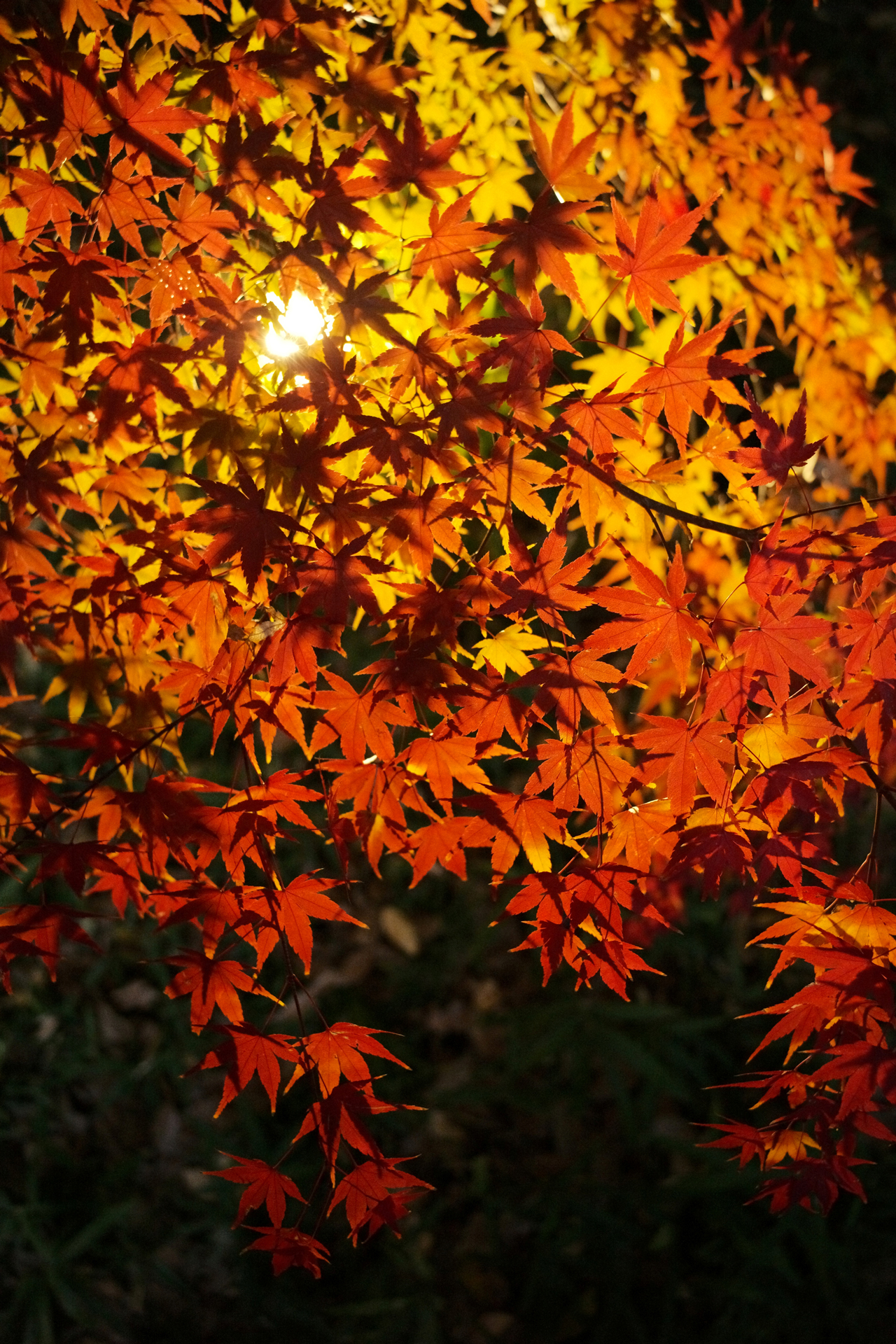 サンプルフォト（焦点工房提供）