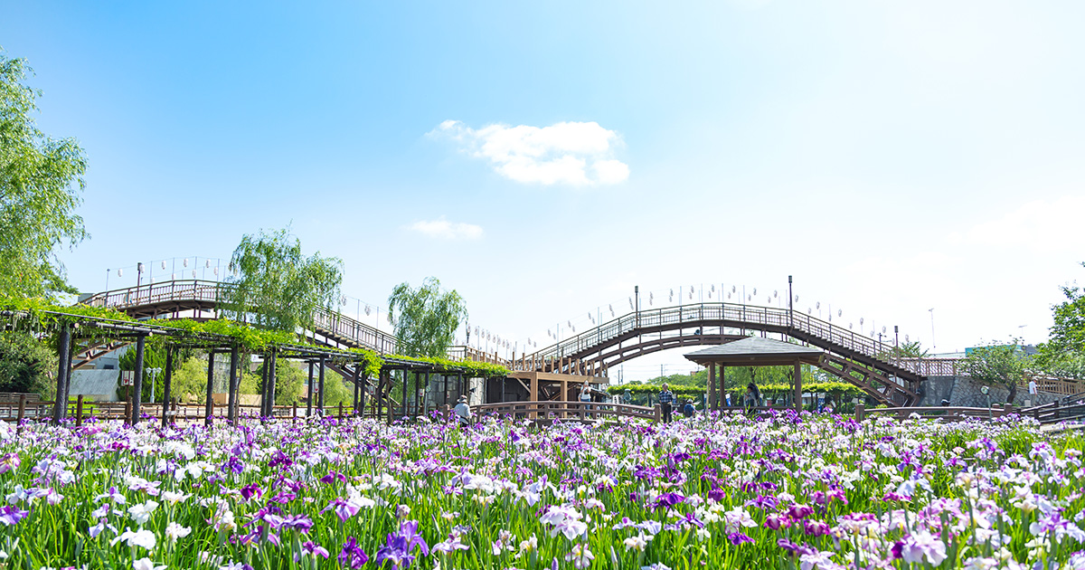 【潮来市】水郷潮来あやめ園