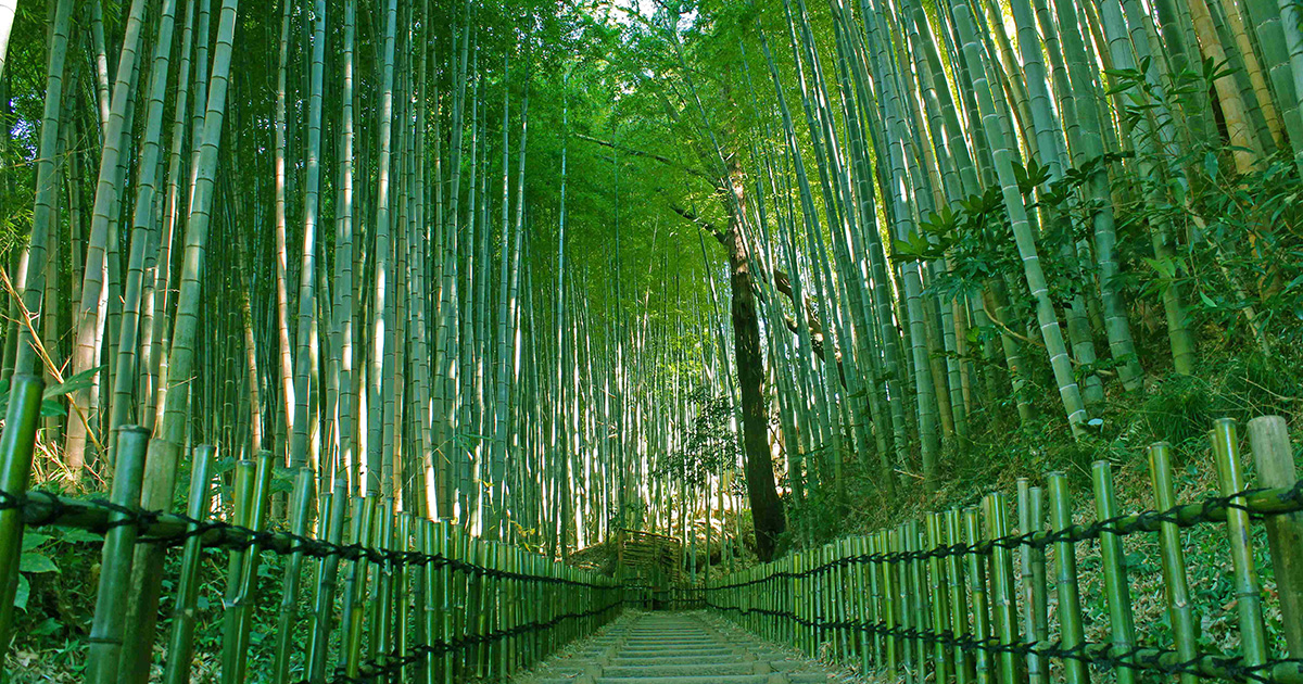【佐倉市】サムライの古径 ひよどり坂