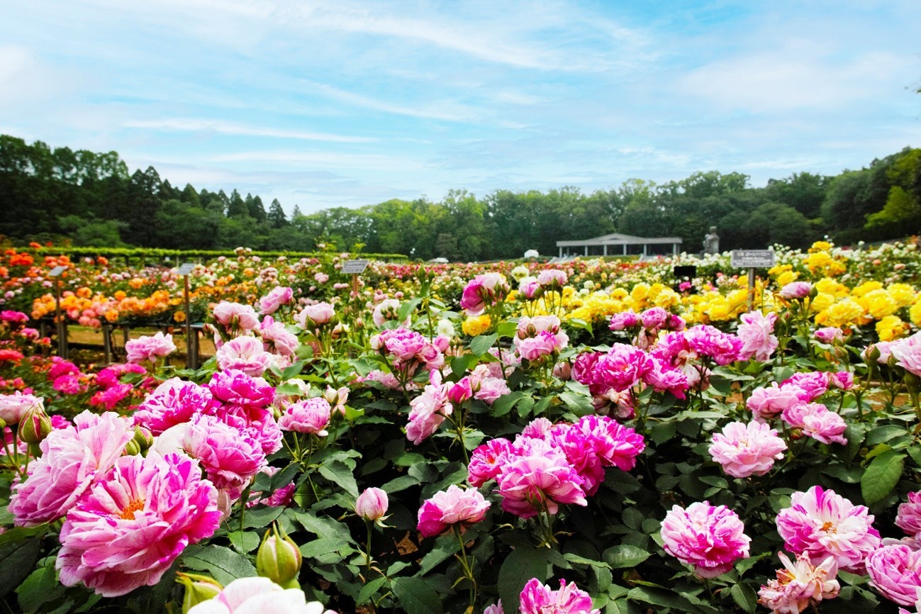 春のばら園（2025年撮影）