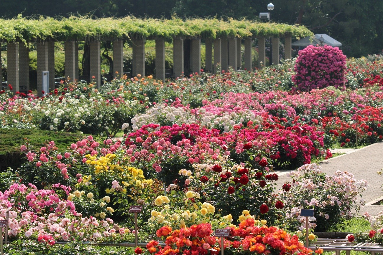 ばら園（2025年撮影）
