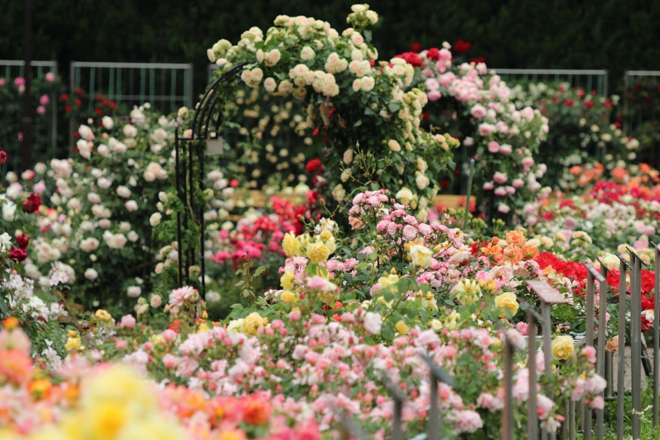 ばら園（2025年撮影）