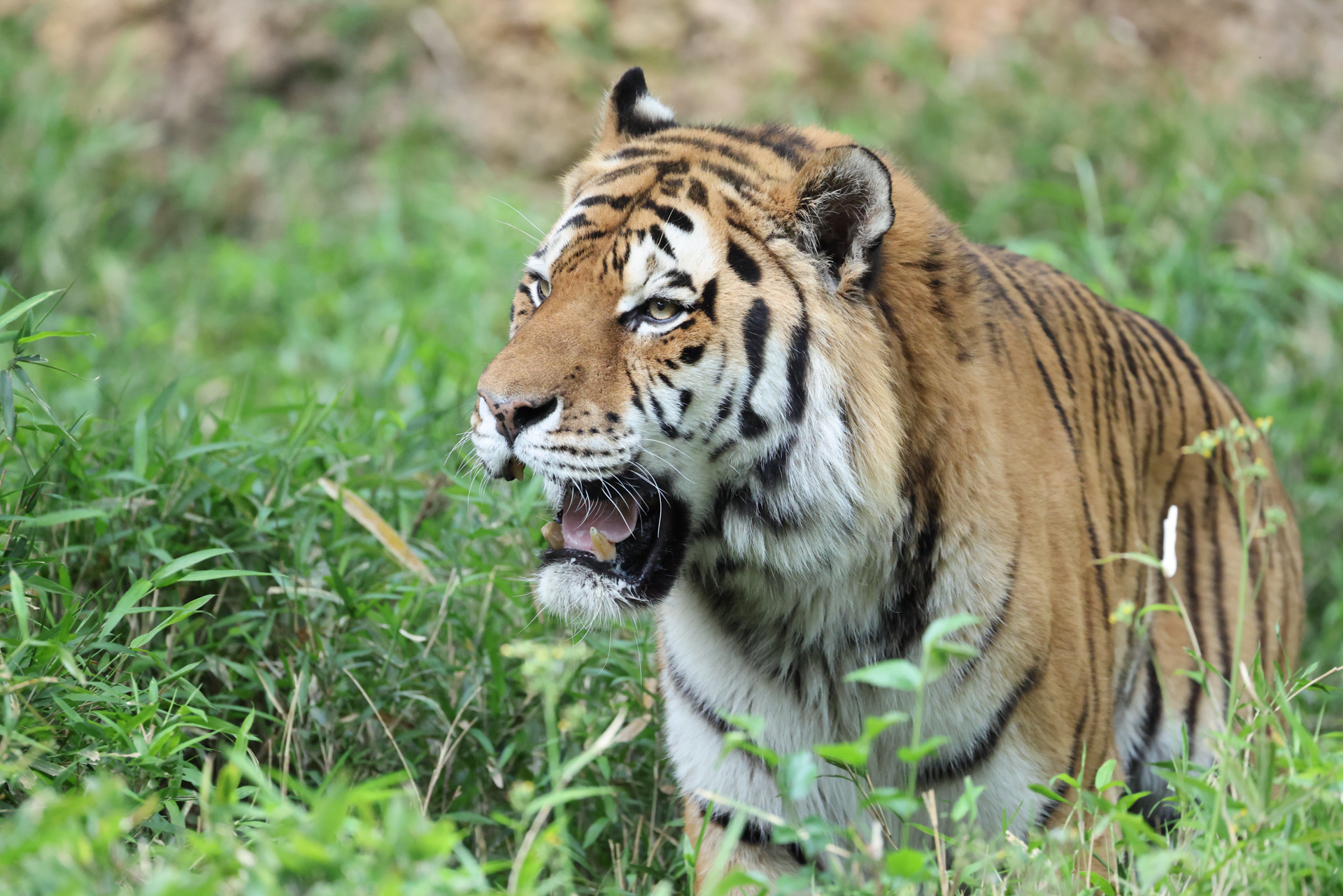 キヤノン EOS R5 Mark II／RF100-500mm F4.5-7.1 L IS USM／500mm／シャッター優先AE（1/1,000秒、F7.1、＋0.7EV）／ISO 8000