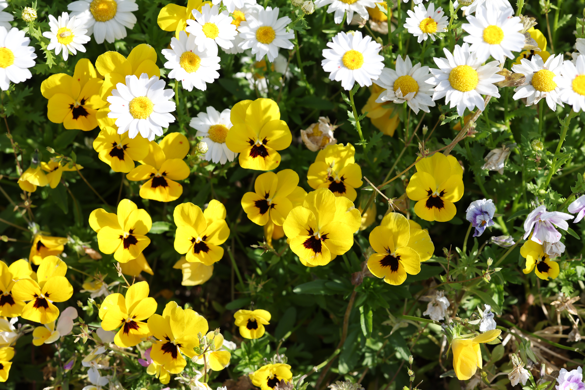 キヤノン EOS R5 Mark II／RF100-500mm F4.5-7.1 L IS USM／100mm／絞り優先AE（1/160秒、F8、＋0.7EV）／ISO 100